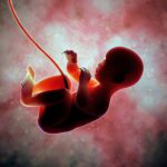 how-placenta-hormones-may-have-shaped-human-brain-evolution