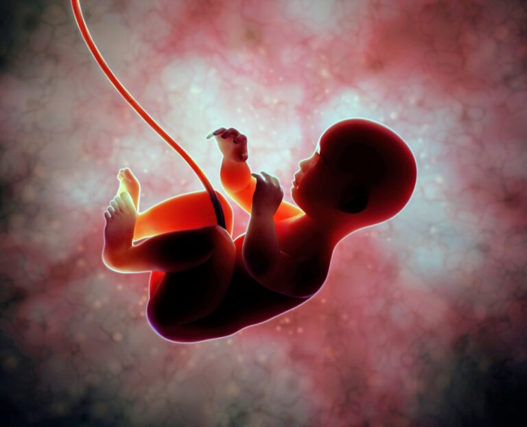 how-placenta-hormones-may-have-shaped-human-brain-evolution