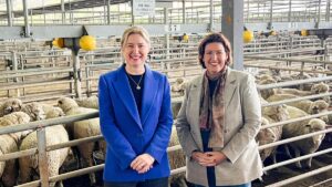 albanese-government-unveils-139-7-million-aid-for-sheep-industry