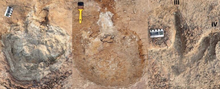 ancient-dinosaur-tracks-reveal-evidence-of-multi-species-herding-1