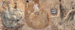 ancient-dinosaur-tracks-reveal-evidence-of-multi-species-herding