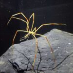 antarctic-sea-spiders-under-study-insights-into-survival-mechanisms