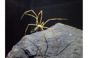 antarctic-sea-spiders-under-study-insights-into-survival-mechanisms