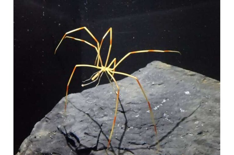 antarctic-sea-spiders-under-study-insights-into-survival-mechanisms