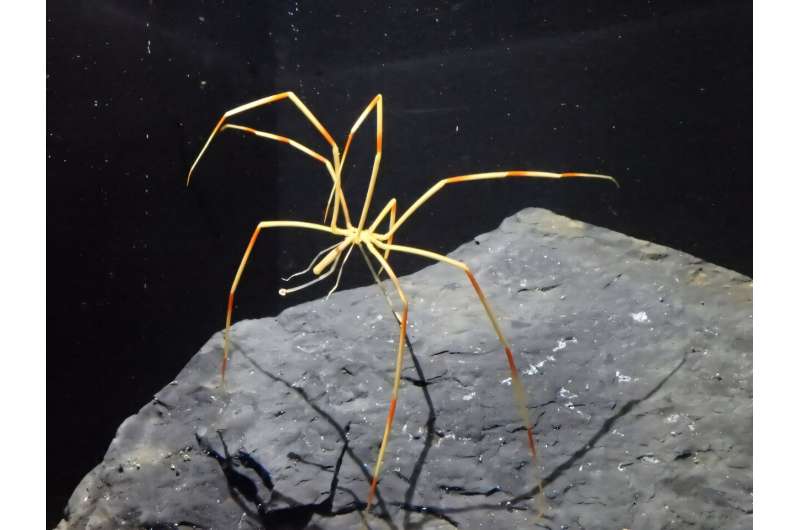 antarctic-sea-spiders-under-study-insights-into-survival-mechanisms