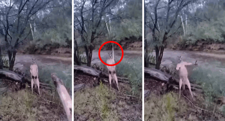 aussie-pub-owner-faces-death-threats-over-kangaroo-video
