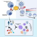 breakthrough-technique-sheds-light-on-mitochondrial-roles-in-stem-cells
