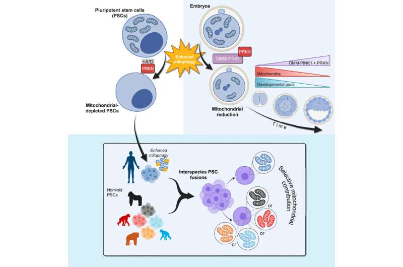 breakthrough-technique-sheds-light-on-mitochondrial-roles-in-stem-cells