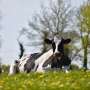 climate-change-threatens-global-milk-production-despite-cooling-efforts