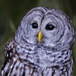 controversial-plan-to-cull-450-000-barred-owls-faces-opposition