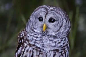 controversial-plan-to-cull-450-000-barred-owls-faces-opposition