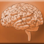 copper-intake-linked-to-enhanced-cognitive-function-in-seniors