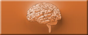 copper-intake-linked-to-enhanced-cognitive-function-in-seniors
