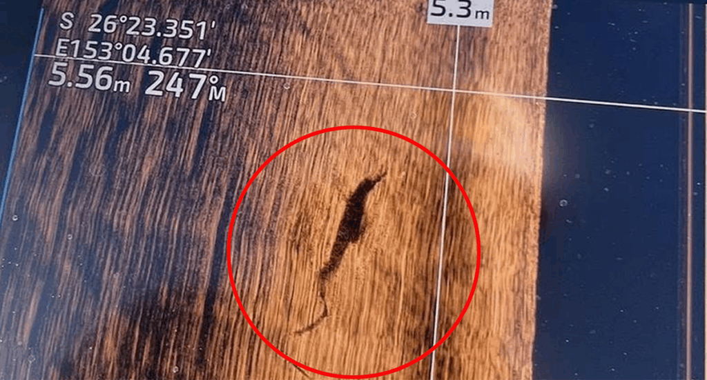 crocodile-sighting-at-noosa-spit-sparks-urgent-safety-alert