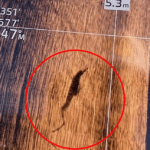 crocodile-sighting-at-noosa-spit-sparks-urgent-safety-alert