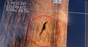 crocodile-sighting-at-noosa-spit-sparks-urgent-safety-alert