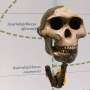 early-hominins-show-dramatic-size-differences-between-genders
