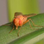 early-life-competition-influences-adult-size-in-parasitoid-flies