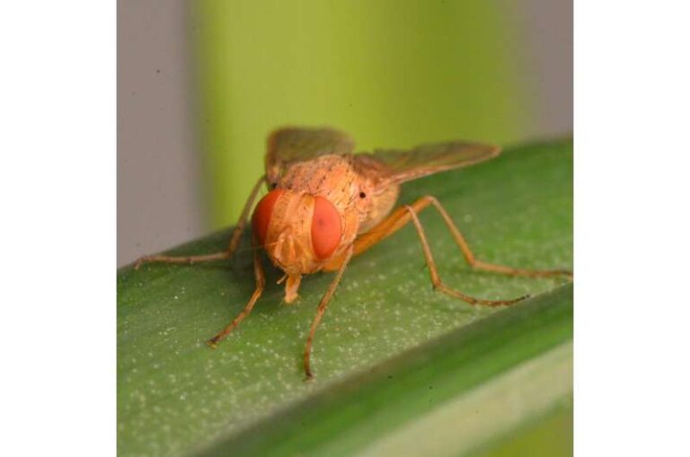 early-life-competition-influences-adult-size-in-parasitoid-flies