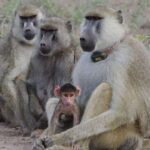 father-daughter-bonds-extend-lifespan-in-female-baboons-study-finds