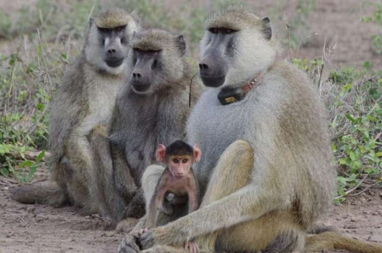 father-daughter-bonds-extend-lifespan-in-female-baboons-study-finds