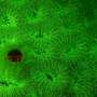 gall-crabs-evolve-fluorescent-patterns-for-coral-camouflage