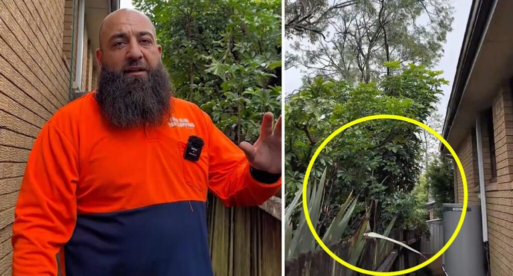 gardener-urges-action-on-overhanging-branches-in-sydney-now