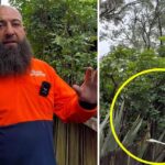 gardener-urges-action-on-overhanging-branches-in-sydney-now