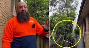 gardener-urges-action-on-overhanging-branches-in-sydney-now