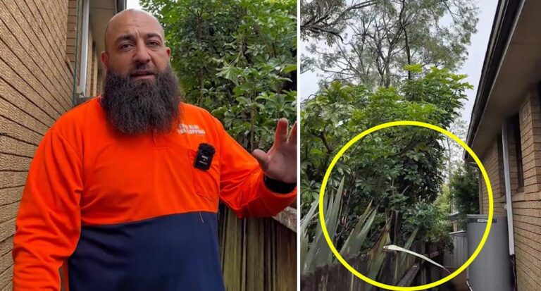 gardener-urges-action-on-overhanging-branches-in-sydney-now