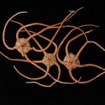 groundbreaking-study-links-global-marine-life-through-dna-analysis