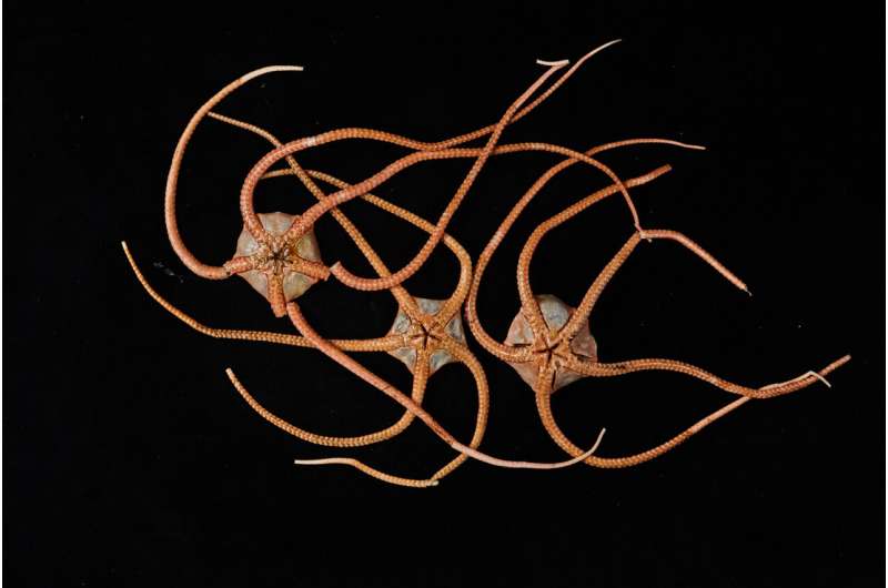 groundbreaking-study-links-global-marine-life-through-dna-analysis