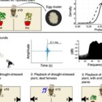 groundbreaking-study-reveals-plants-communicate-with-moths