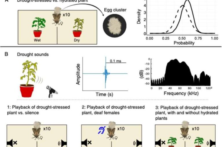 groundbreaking-study-reveals-plants-communicate-with-moths