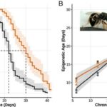 jewel-wasps-reveal-secrets-to-slowing-biological-aging