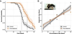 jewel-wasps-reveal-secrets-to-slowing-biological-aging