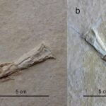 jurassic-fish-fossils-reveal-fatal-encounter-with-ancient-cephalopods
