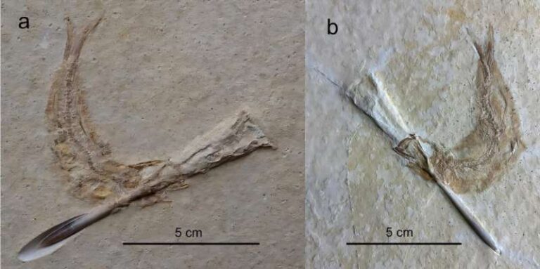jurassic-fish-fossils-reveal-fatal-encounter-with-ancient-cephalopods