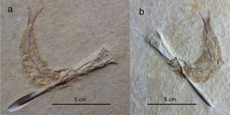 jurassic-fish-fossils-reveal-fatal-encounter-with-ancient-cephalopods