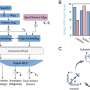 machine-learning-revolutionizes-prediction-of-magnetic-material-properties