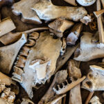 neanderthal-fat-factory-discovery-reveals-advanced-resource-management