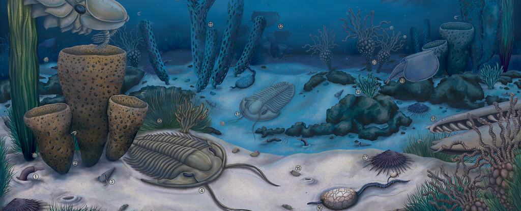 new-grand-canyon-fossils-illuminate-evolution-s-early-experiments