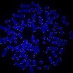 new-molecular-tool-unveils-cancer-cell-telomere-repair-mechanisms