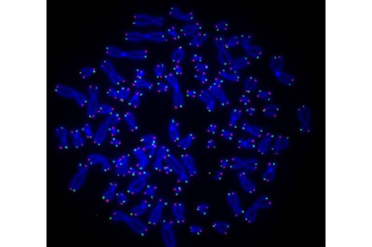 new-molecular-tool-unveils-cancer-cell-telomere-repair-mechanisms