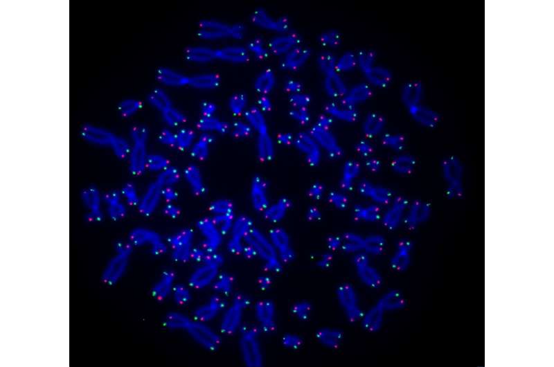 new-molecular-tool-unveils-cancer-cell-telomere-repair-mechanisms