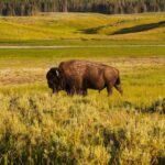 new-study-redefines-herbivore-diets-in-yellowstone-national-park