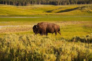 new-study-redefines-herbivore-diets-in-yellowstone-national-park