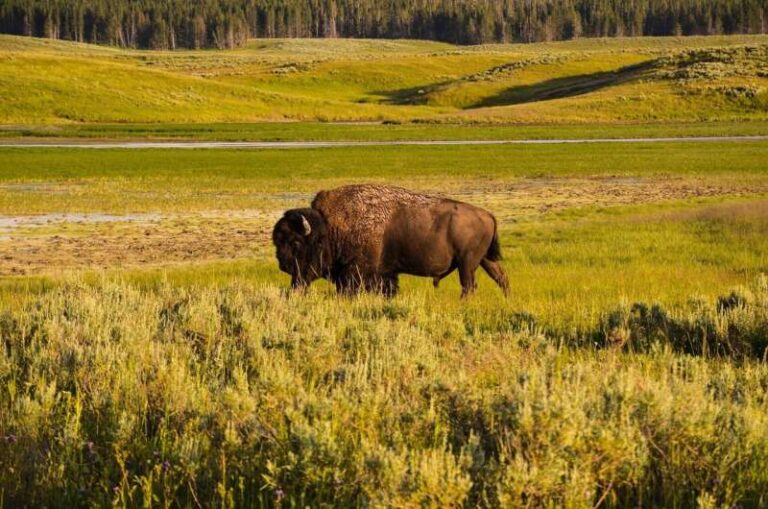 new-study-redefines-herbivore-diets-in-yellowstone-national-park