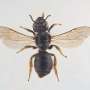 norway-faces-decline-of-its-bee-species-amid-environmental-change