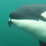 orcas-display-altruism-sharing-food-with-humans-captured-on-film